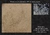 Кварцевый песок окатанный формовочный марки 2К2О303 фракции св.0,28 мм темно-бежевого цвета месторождения Нижегородской области