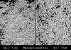 КРОШКА МРАМОРНАЯ БЕЛАЯ: фото декоративного мраморного щебня/песка белого цвета фракций 2-3 мм и 3-5 мм